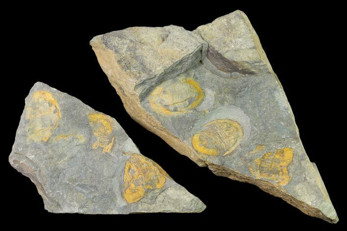 Triple Asaphellus Trilobite Plate With Pos/Neg - Morocco #138932